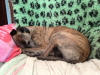 Prince curled up