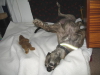 Prince relaxing