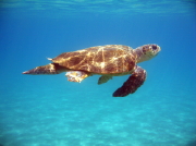 Turtles